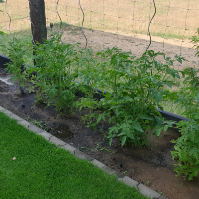 Tomaten