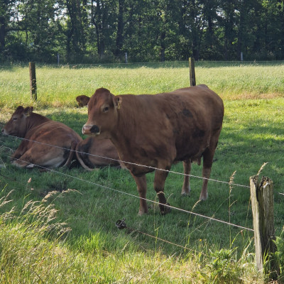 Felder und Wiesen 2