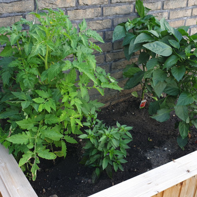 Tomate und Paprika